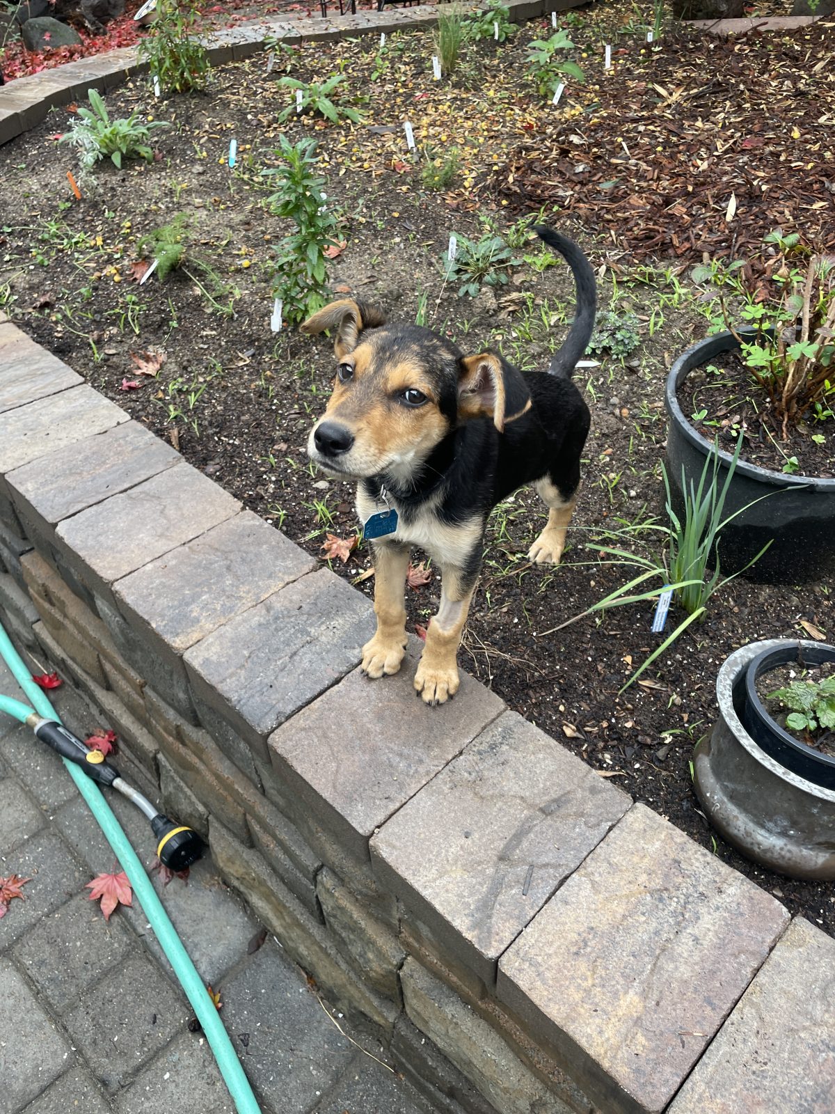 Meet Scamper – Dobie Puppy from OAS